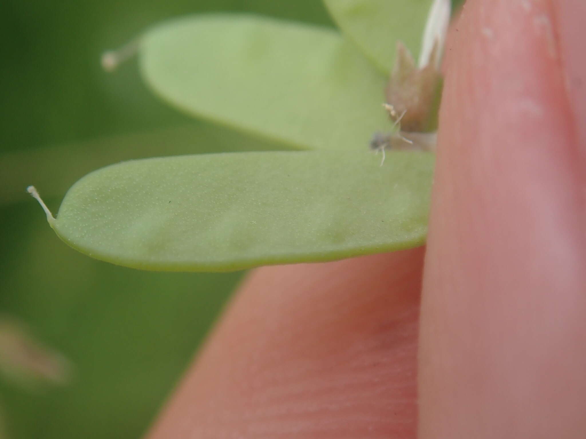 Image of Vicia tetrasperma var. tetrasperma