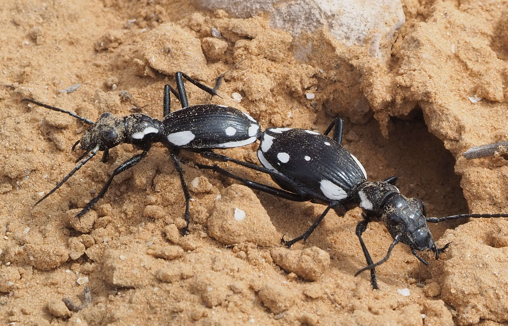 Image of Anthia (Termophilum) sexmaculata (Fabricius 1787)