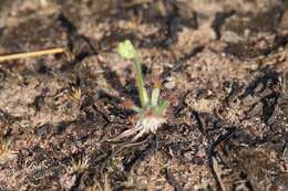 Image of Drosera dilatatopetiolaris Kondo