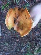 Image of Lactarius rubrilacteus Hesler & A. H. Sm. 1979