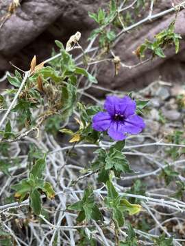 صورة Ruellia californica (Rose) I. M. Johnston