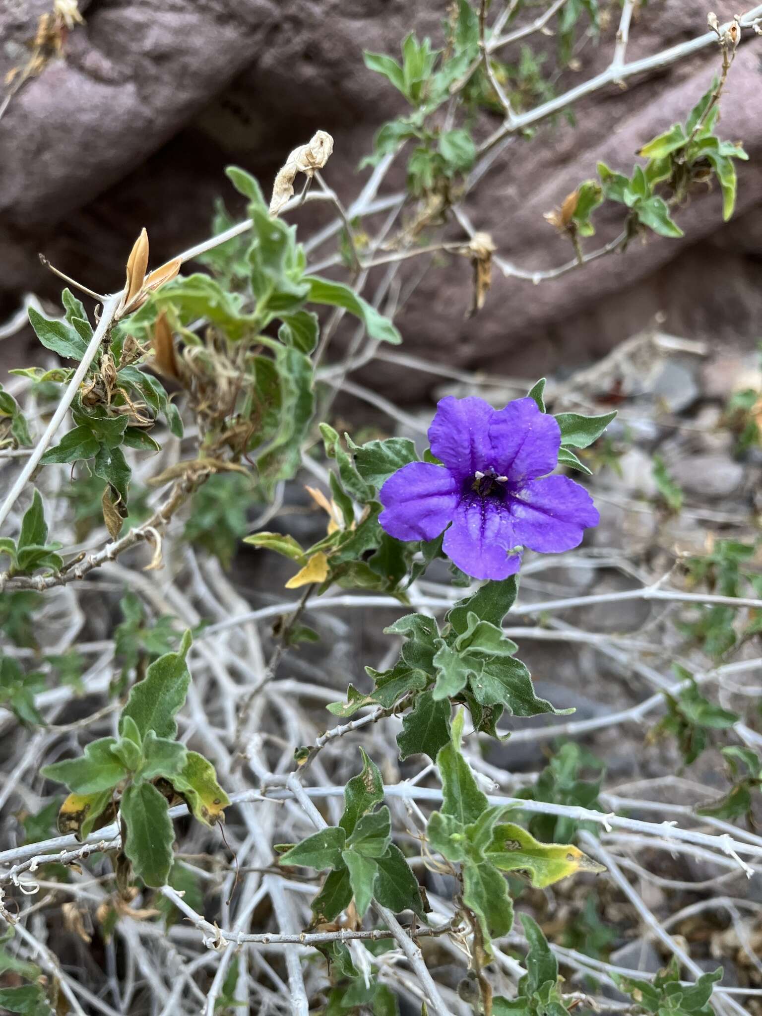 Sivun Ruellia californica subsp. californica kuva