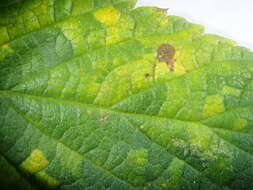 Image of Phragmidium rubi-idaei (DC.) P. Karst. 1878