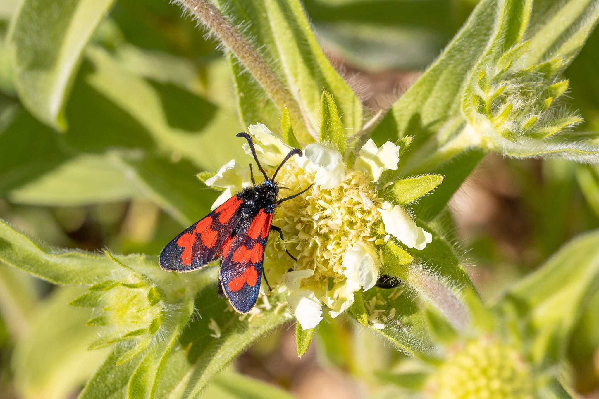 Image of Zygaena graslini Lederer 1855