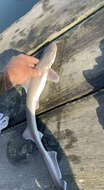 Image of Dusky Smoothhound