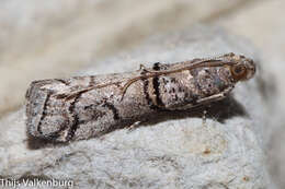 Image of Acrobasis romanella Millière 1869