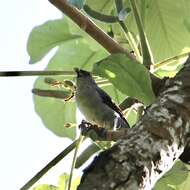 Image of Plain-colored Tanager