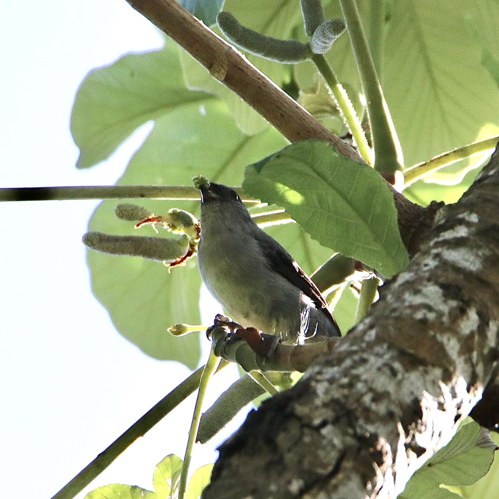 Image of Plain-colored Tanager