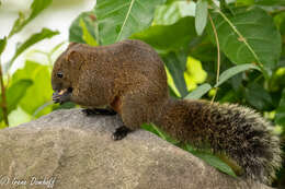 Image of Callosciurus erythraeus thaiwanensis (Bonhote 1901)