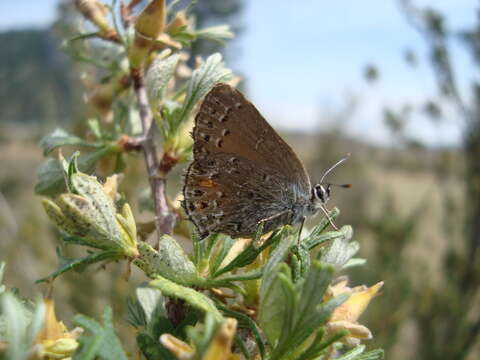 Image of Behrs Hairstreak