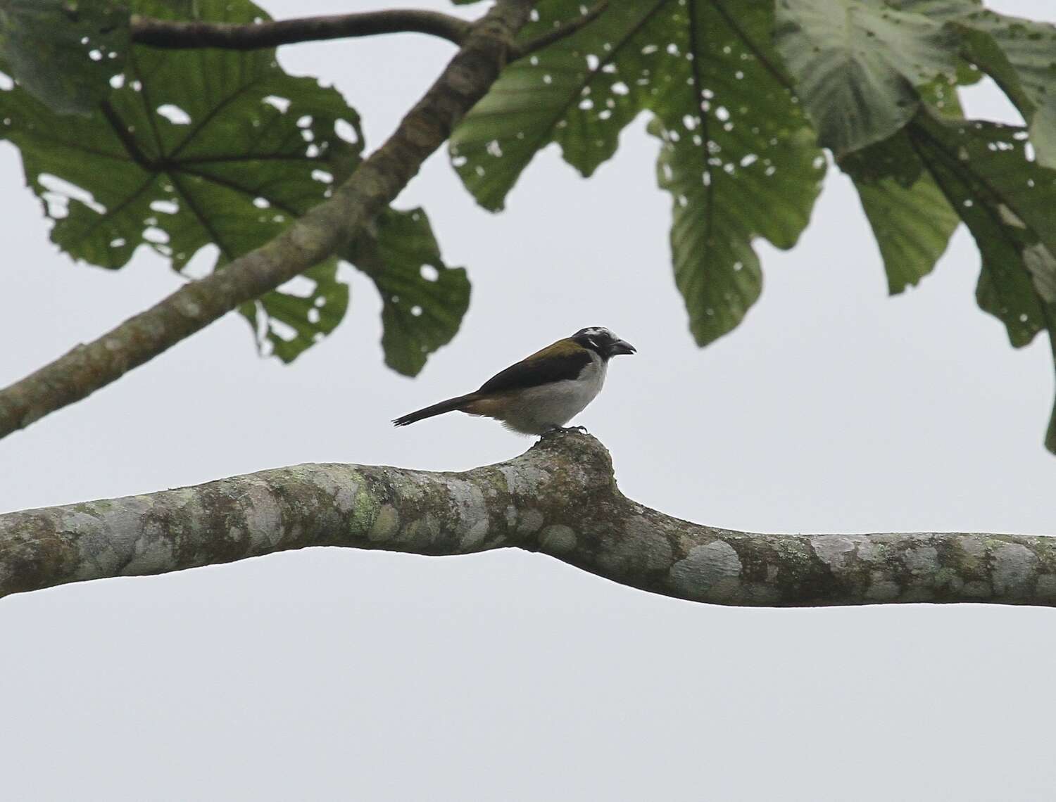 Image of Black-winged Saltator