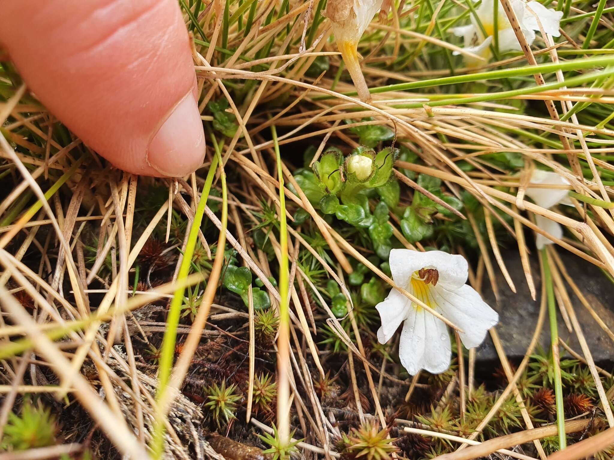 Imagem de Euphrasia revoluta Hook. fil.