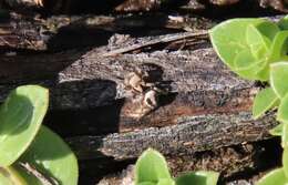 Image of Habronattus californicus (Banks 1904)