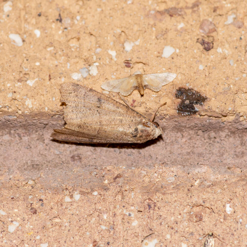 Image of Idaea trypheropa Meyrick 1889