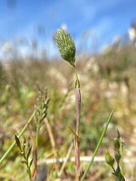 Image of Phleum arenarium L.