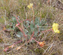 Oenothera macrocarpa subsp. incana (A. Gray) W. L. Wagner resmi