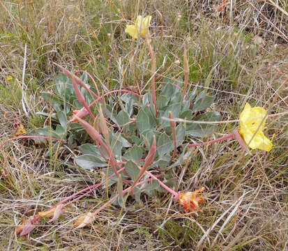 Imagem de Oenothera macrocarpa subsp. incana (A. Gray) W. L. Wagner