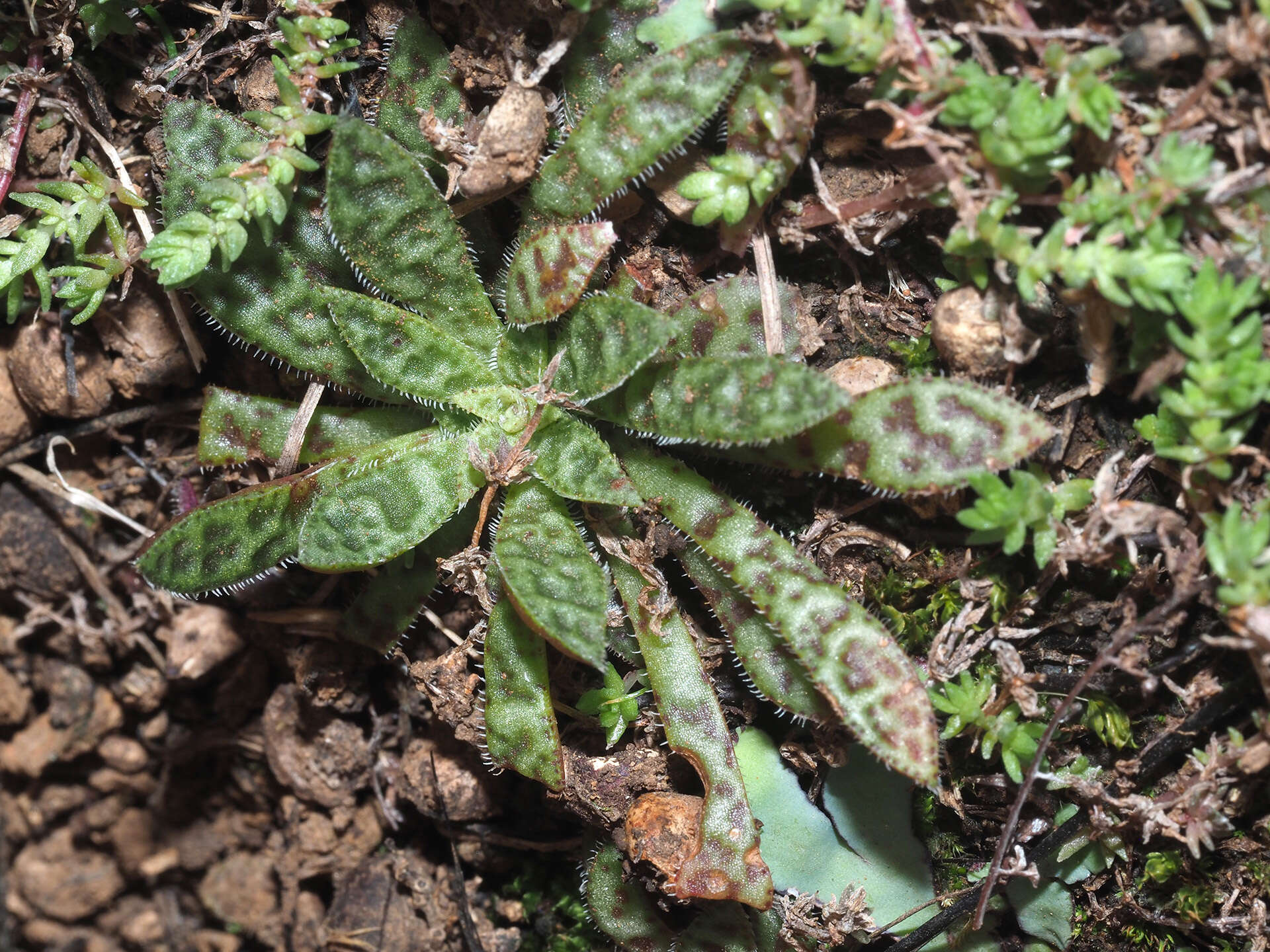 Crassula exilis subsp. cooperi (Regel) Tölken resmi