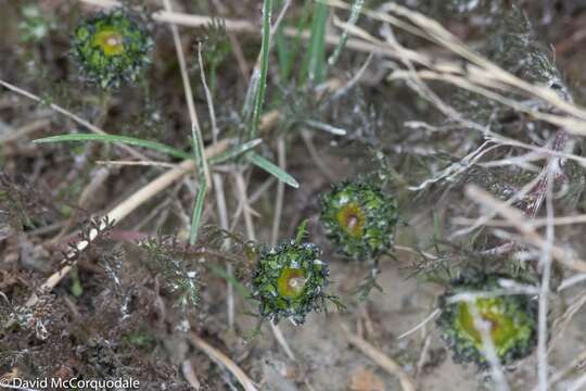 صورة Tripleurospermum hookeri Sch. Bip.