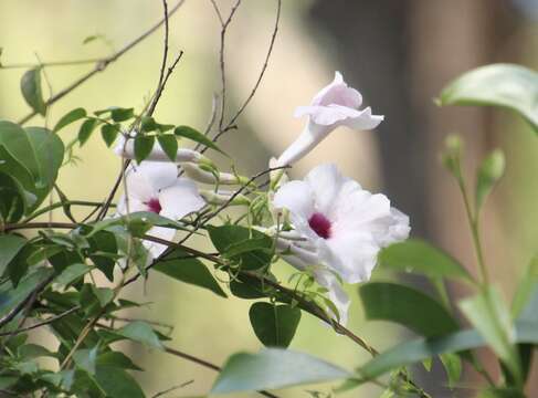 Image of Native Jasmine