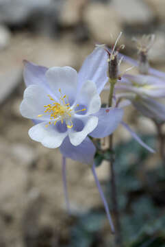 Image of Utah columbine