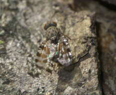 Plancia ëd Pseudotephritis approximata Banks 1914