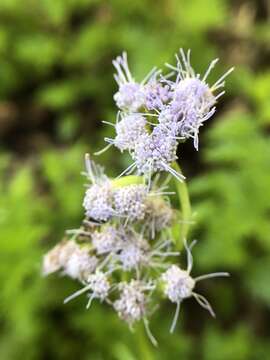 Image of Pinked Mistflower