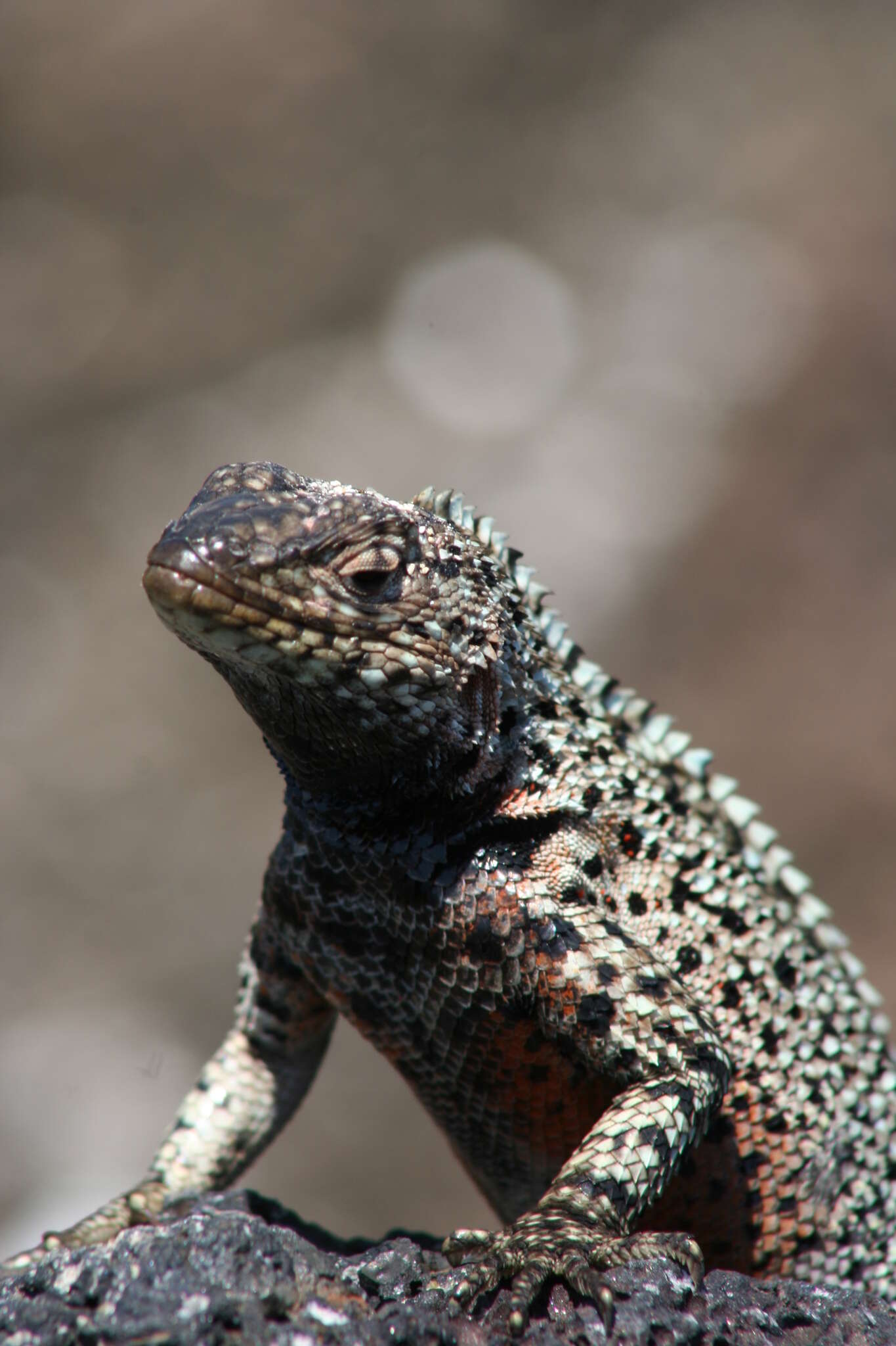 Image of Galapagos Lava Lizard