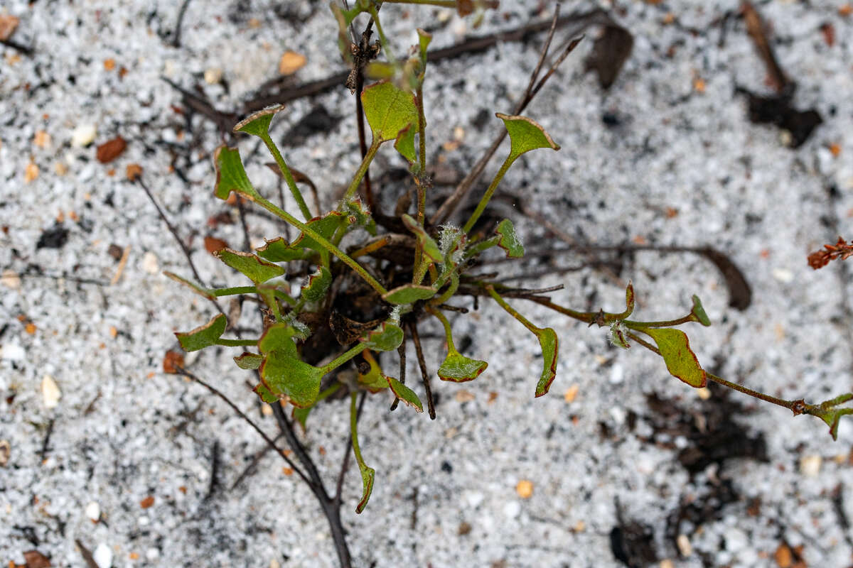 Image of Centella difformis (Eckl. & Zeyh.) Adamson