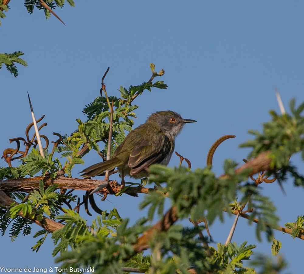 Image of Yellow-breasted Apalis