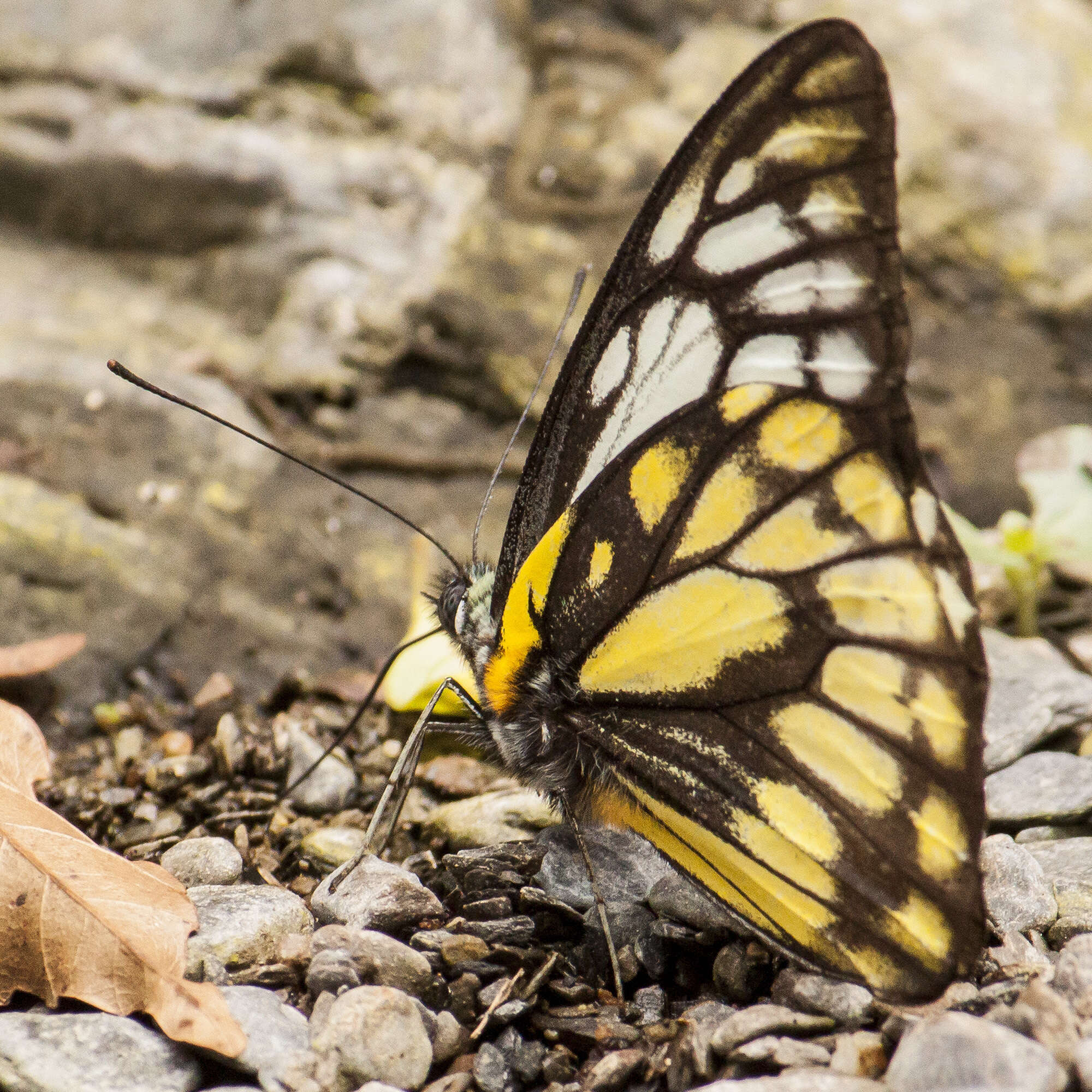 Image of Prioneris thestylis (Doubleday 1842)