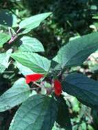 Image of Salvia melissiflora Benth.