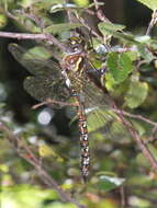 Image of Rhionaeschna variegata (Fabricius 1775)