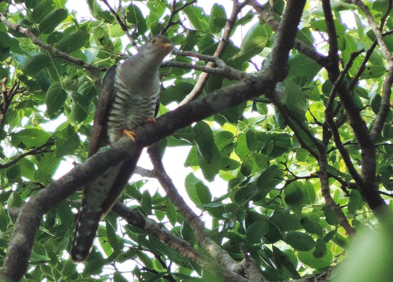 Image of Madagascar Cuckoo