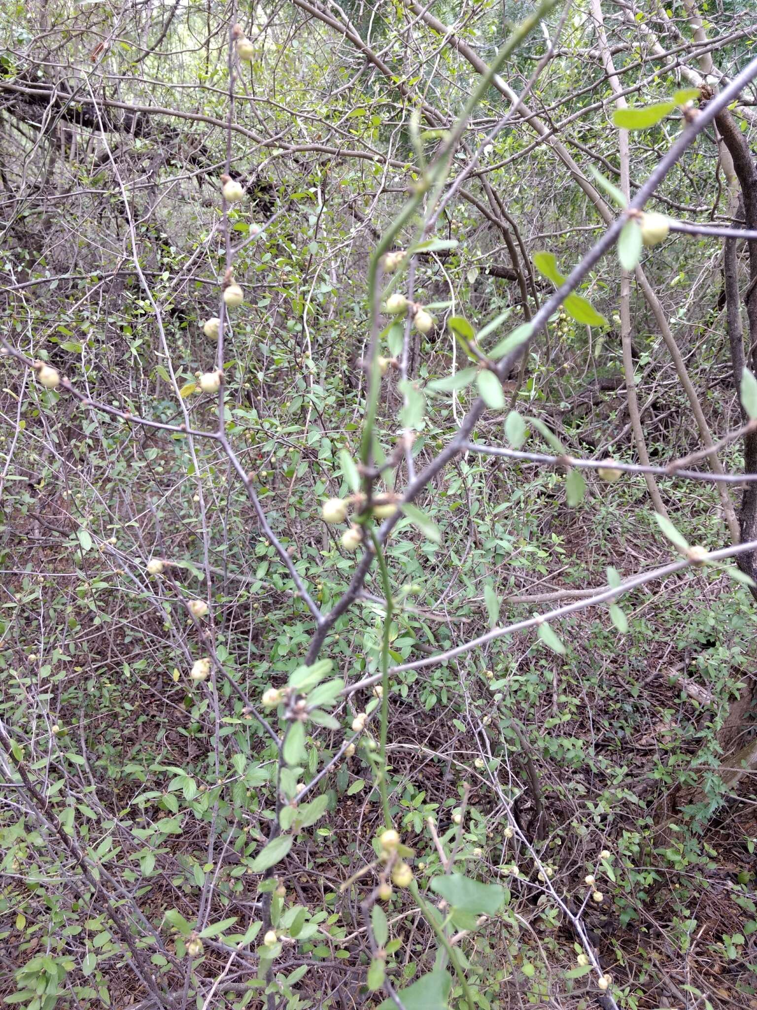 Image of Texan hogplum