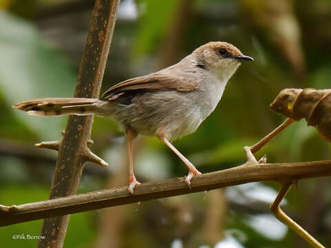 Image of Hunter's Cisticola