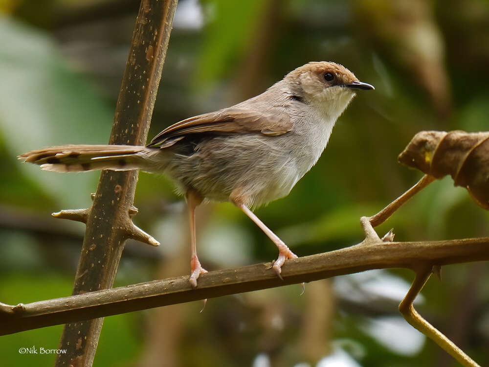 Image of Hunter's Cisticola