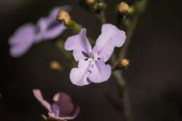 Image de Stylidium affine Sonder