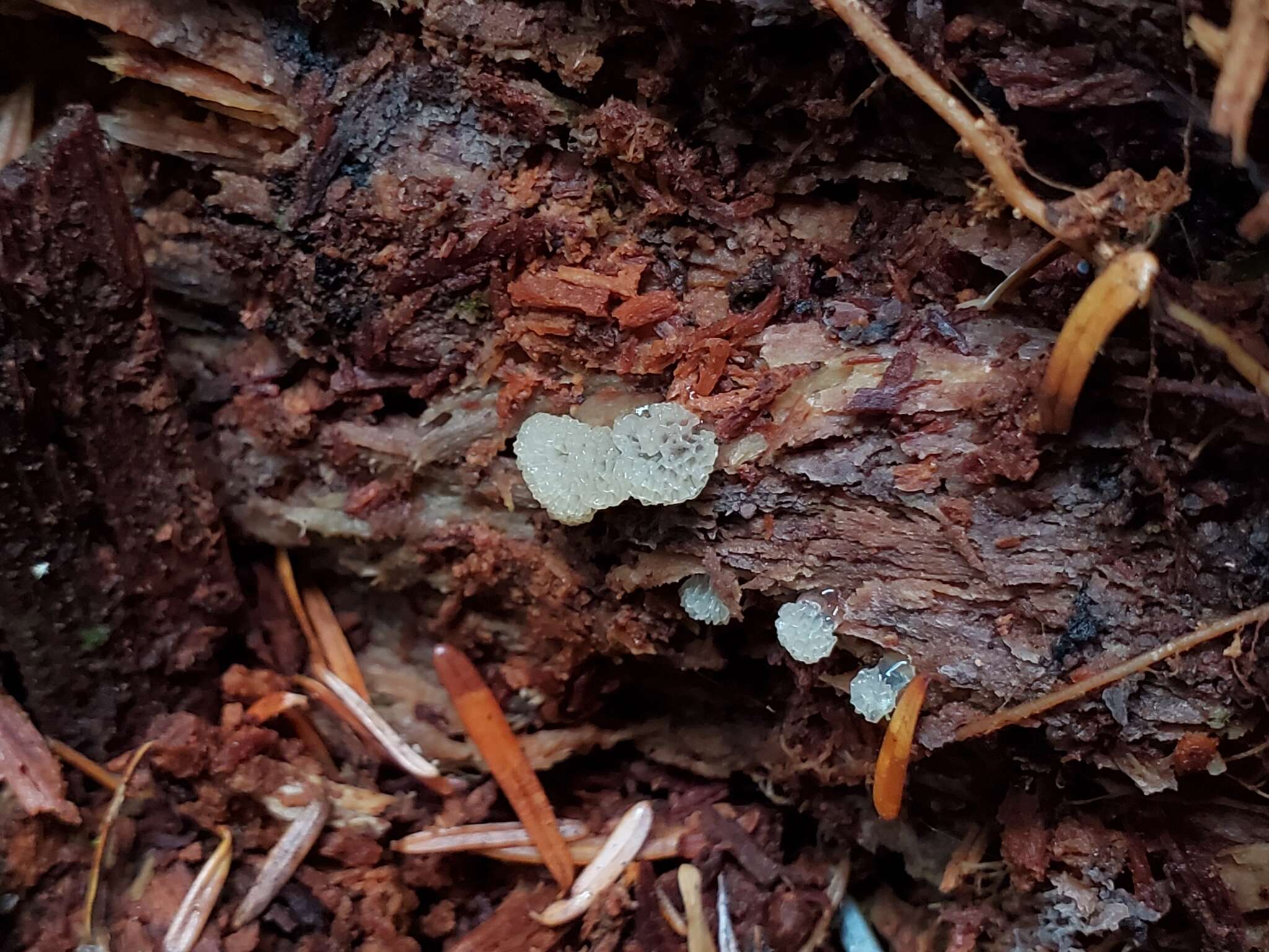 Image of Ceratiomyxa morchella