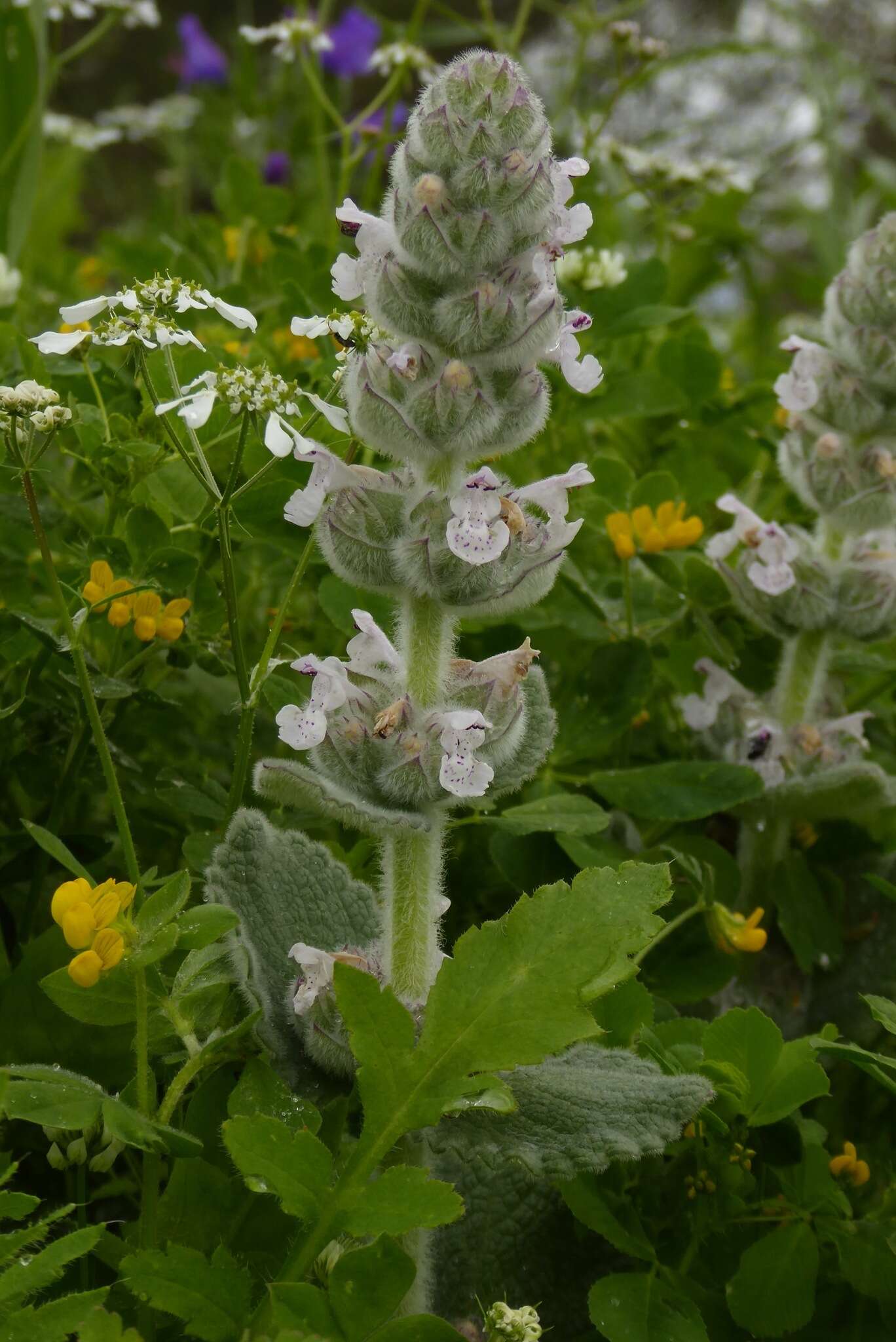 Nepeta scordotis L.的圖片