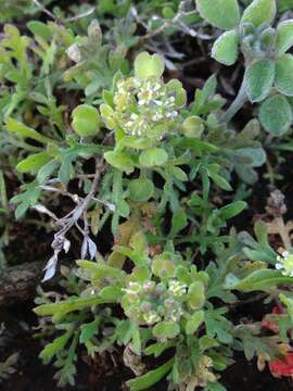 Image of shaggyfruit pepperweed