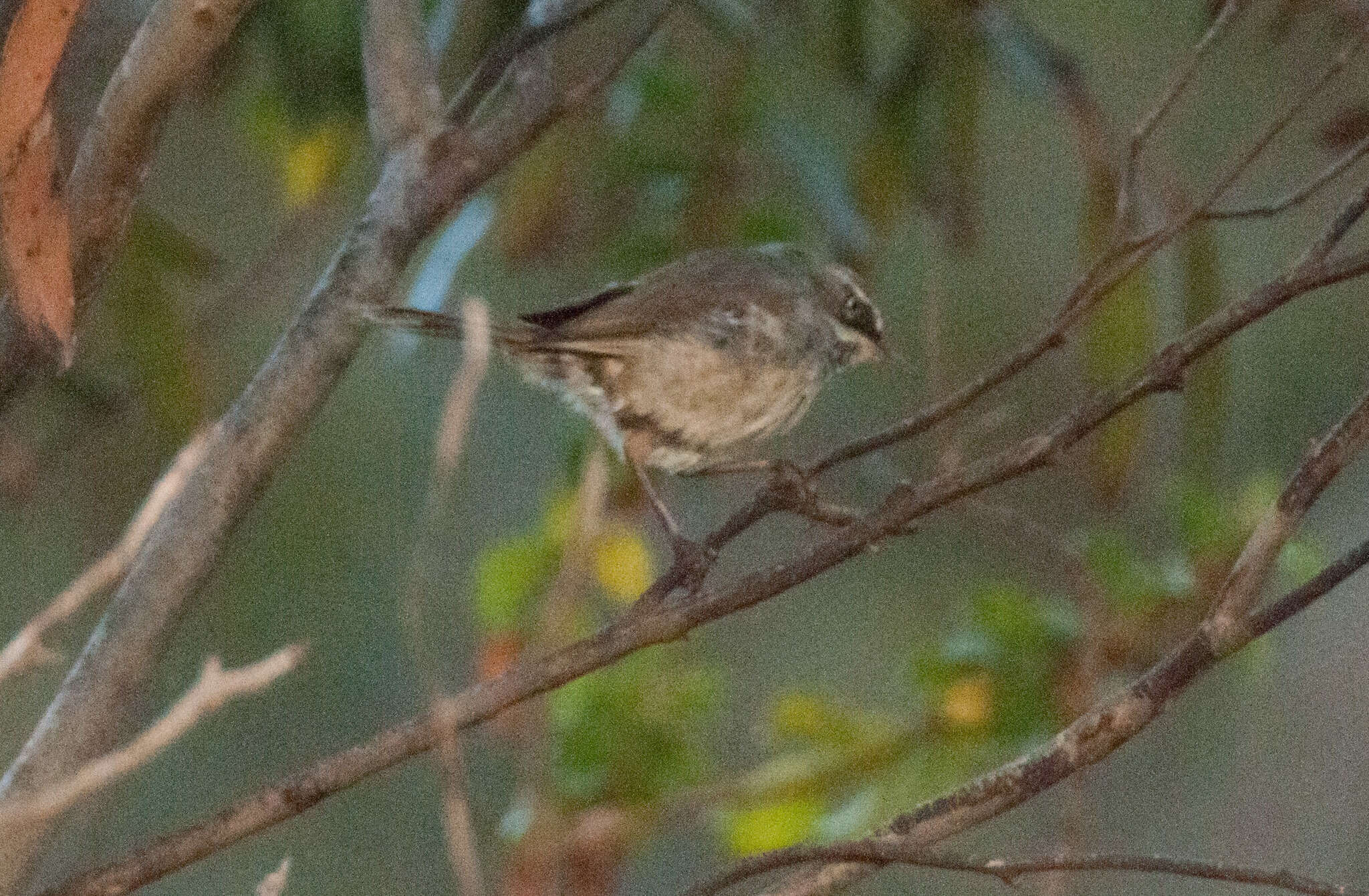 Image of Spotted Scrubwren