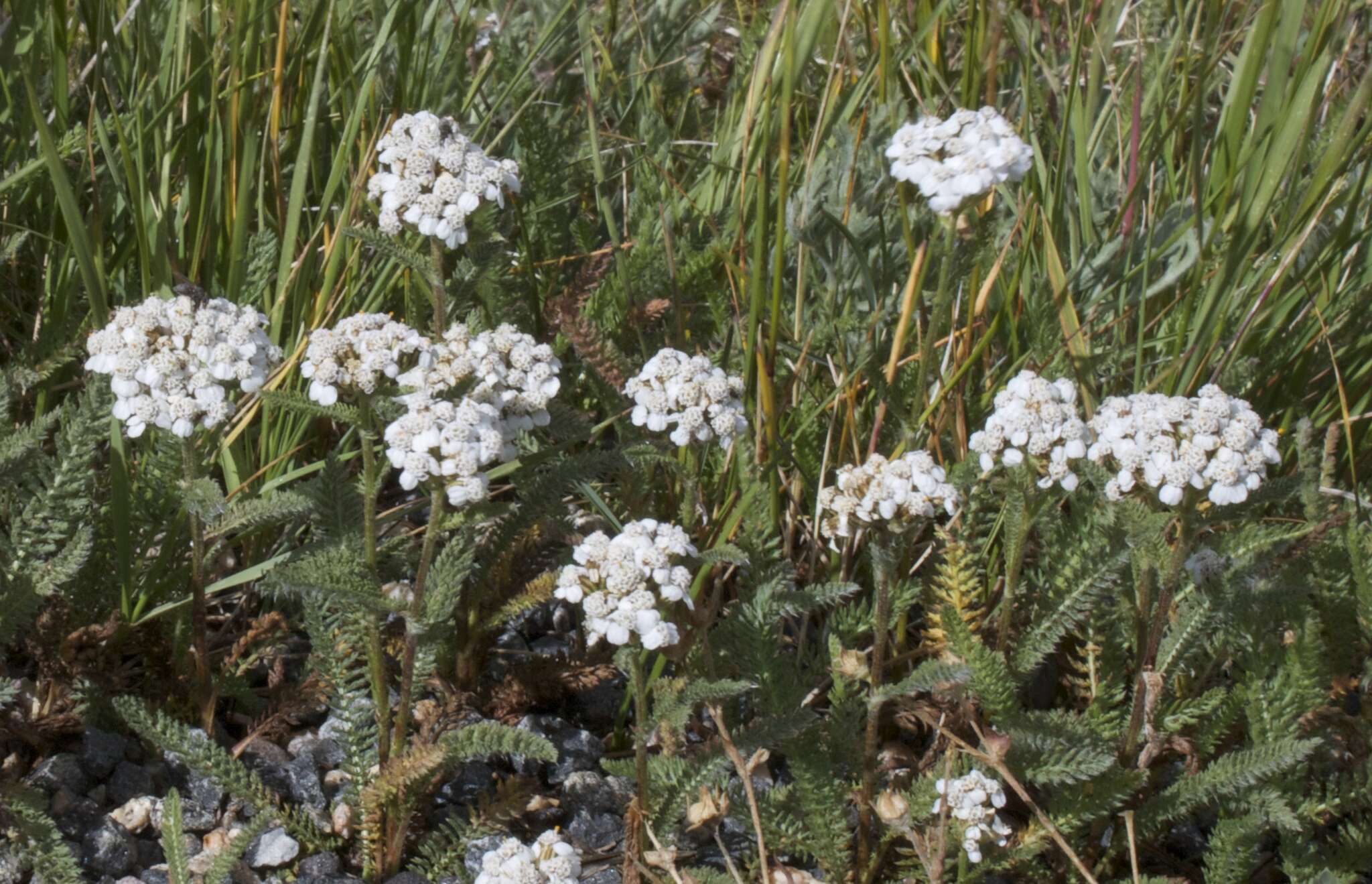 Image of yarrow, milfoil