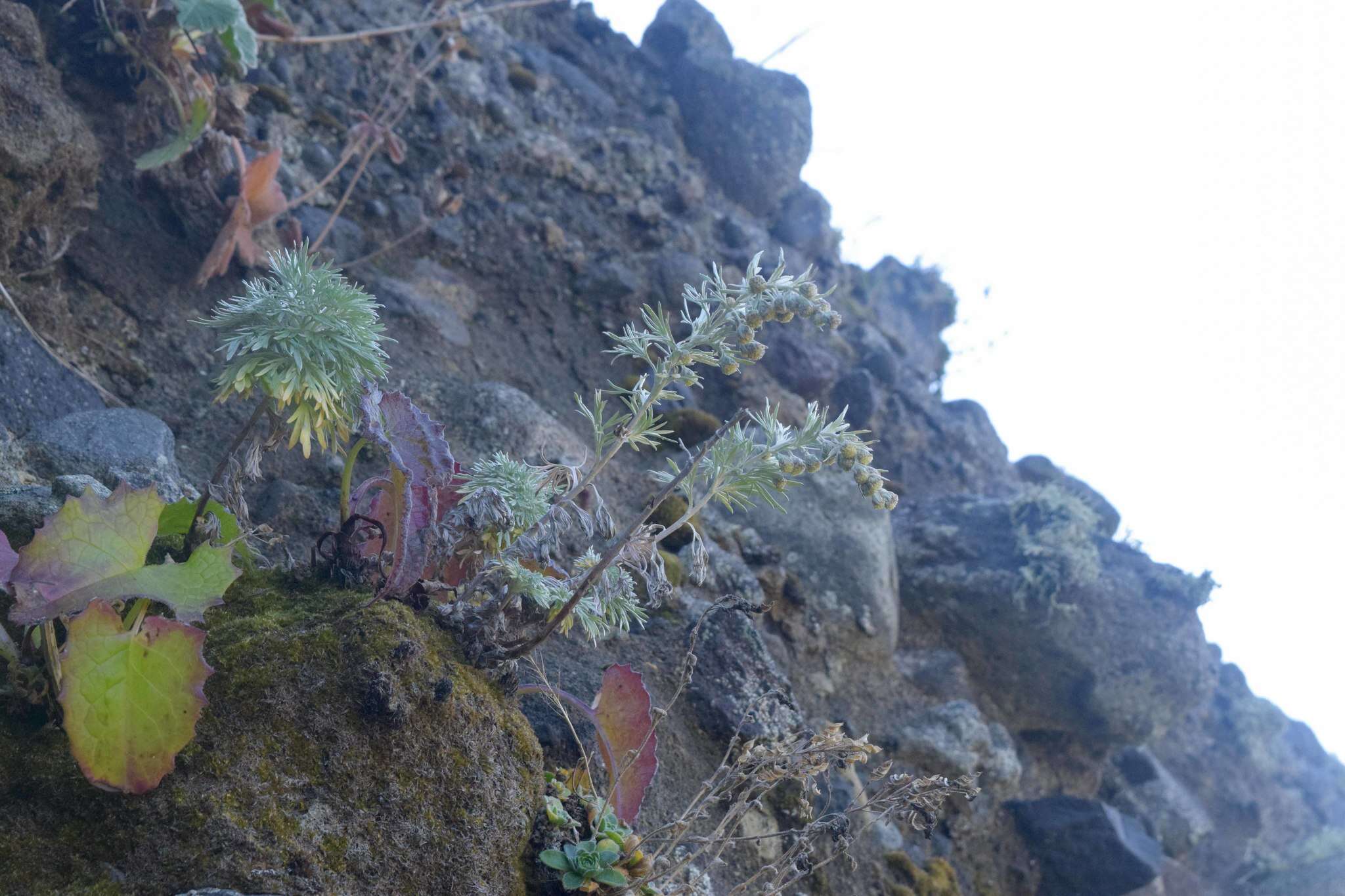 Image of Artemisia schmidtiana Maxim.