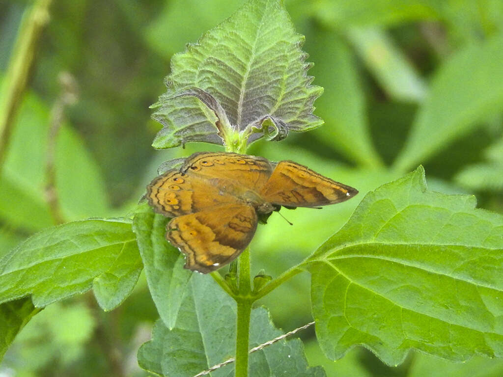 Image of Junonia hedonia Linnaeus 1764