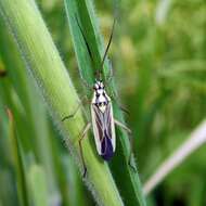 Слика од Leptopterna dolabrata (Linnaeus 1758)