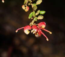 صورة Grevillea alpina Lindl.