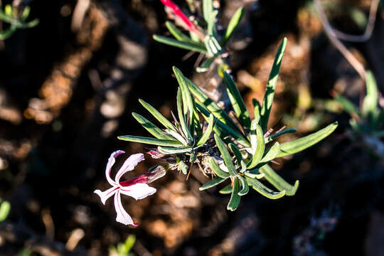 Image of Pachypodium succulentum (L. fil.) Sweet