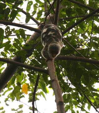 Image of Common Spotted Cuscus