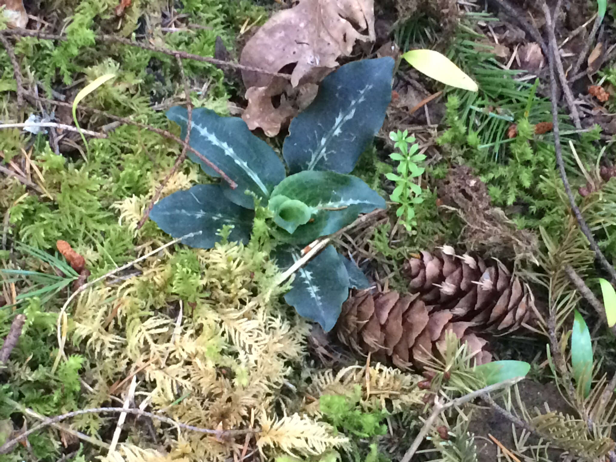 Image of Giant Rattlesnake-plantain